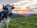vache